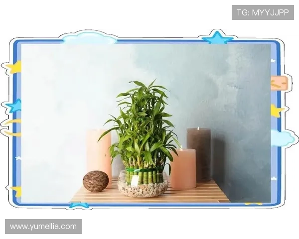 开运竹带来好运气的秘密与风水布局详解,助你提升生活运势